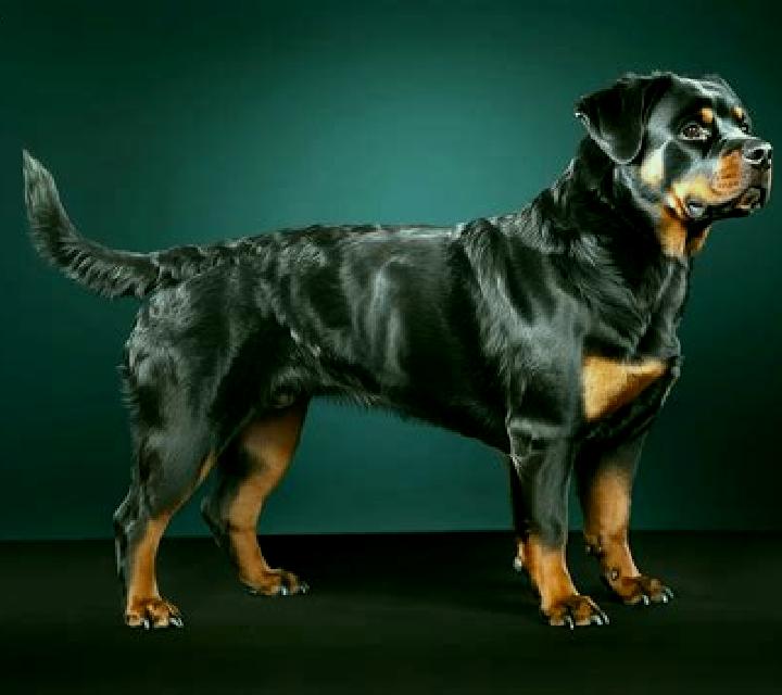 Vega, 39, acompañante negra de ojos oscuros y etnia europea basada en Katchre Essekro. Ofrece Tríos / dúos, Masaje erótico, Tantra, Francés natural. Disponib...